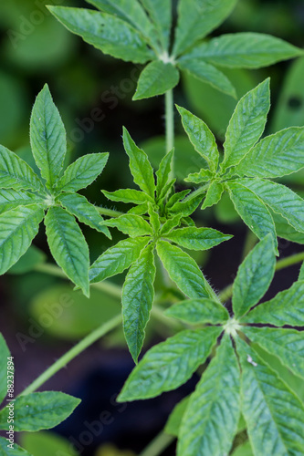 close up of green leave