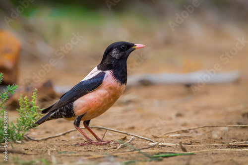  Rosy Starling (Pastor roseus) post on the ground in nature