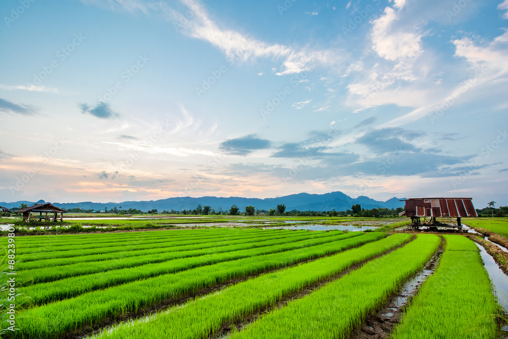 Fresh rice field on beautiful sunset at chiangrai, thailand. Fresh rice field on beautiful sunset at chiangrai, thailand.