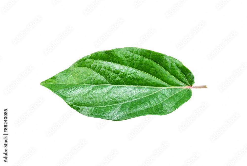 Obraz premium Single isolated leaf on a white background