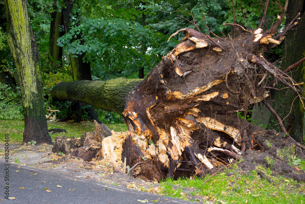 Obraz premium Uprooted tree after storm in park