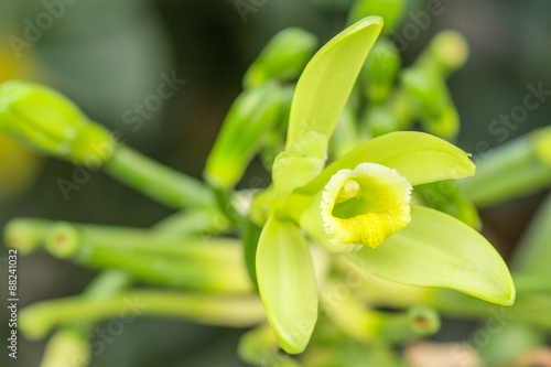 Fototapeta Naklejka Na Ścianę i Meble -  fleur de vanille Bourbon