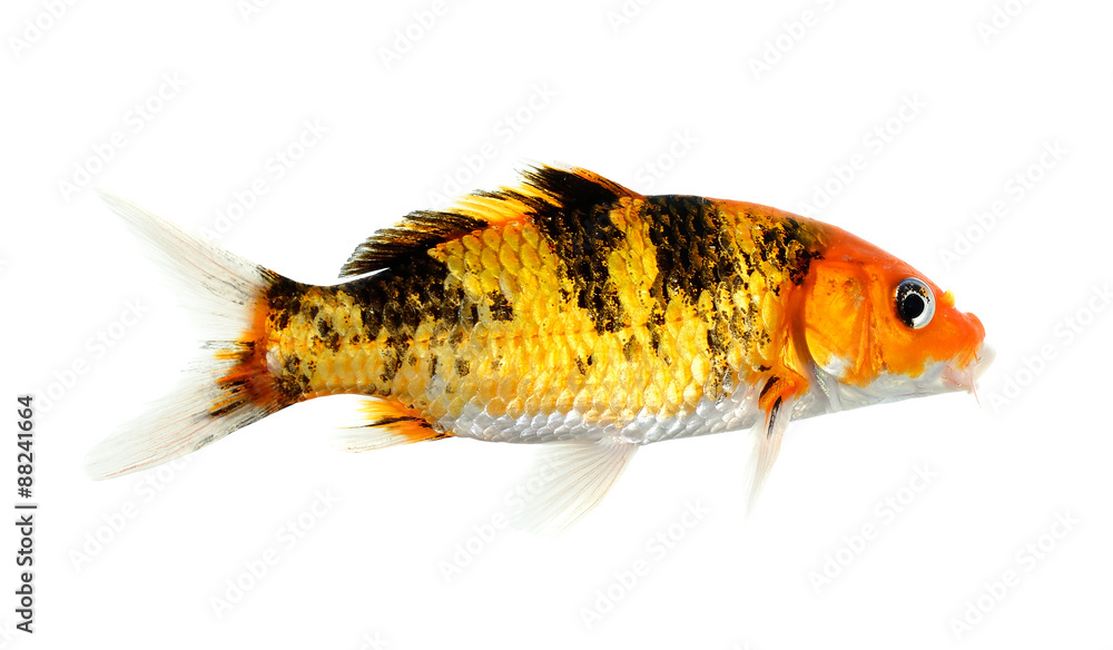 Obraz premium Koi fish isolated on the white background