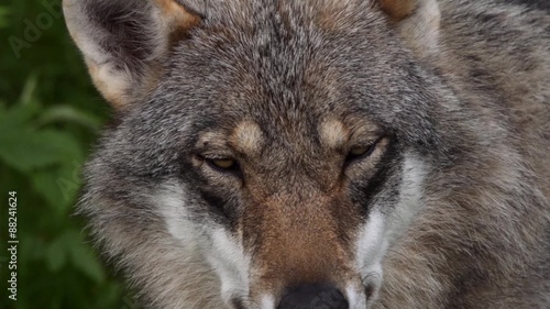 Nahaufnahme eines Wolfs photo