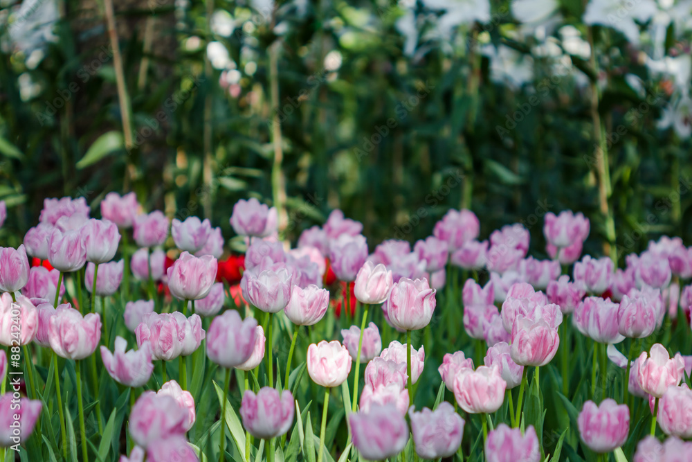 Fototapeta premium Kwitnące wiosenne kwiaty tulipanów w ogrodzie