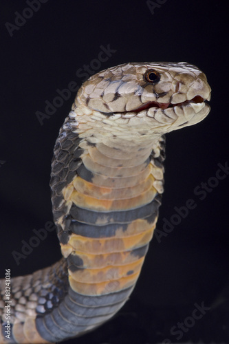 Nubian spitting cobra (Naja nubiae)