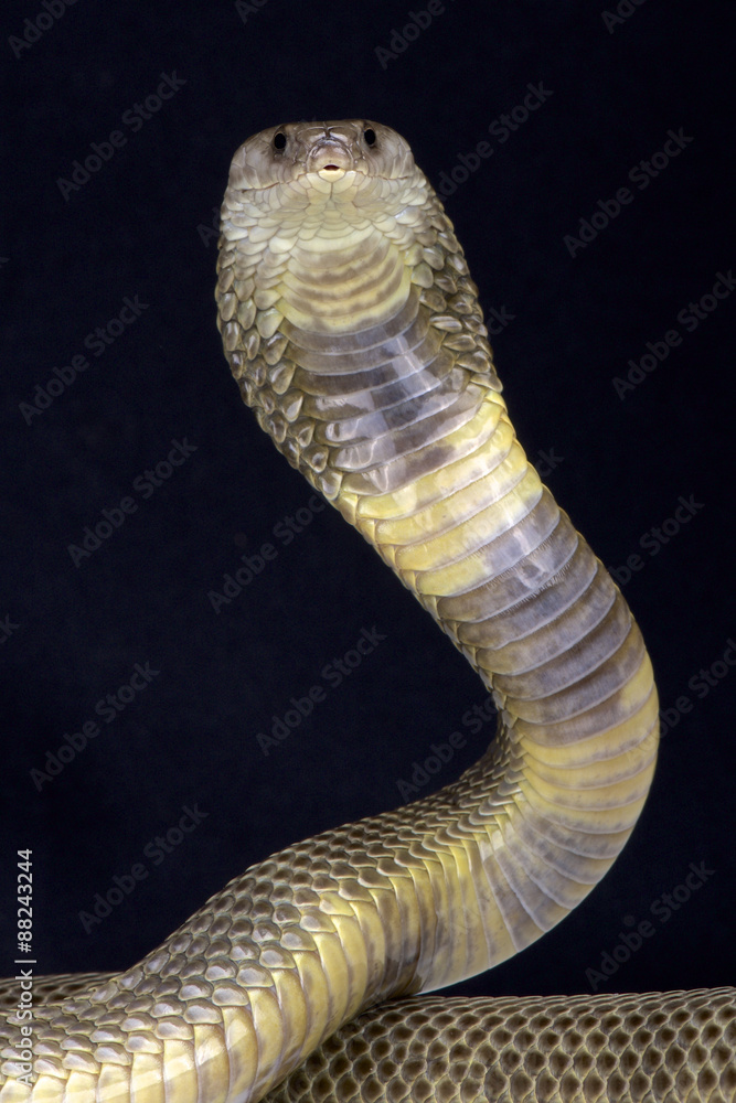 Fototapeta premium Oxus cobra (Naja oxiana)
