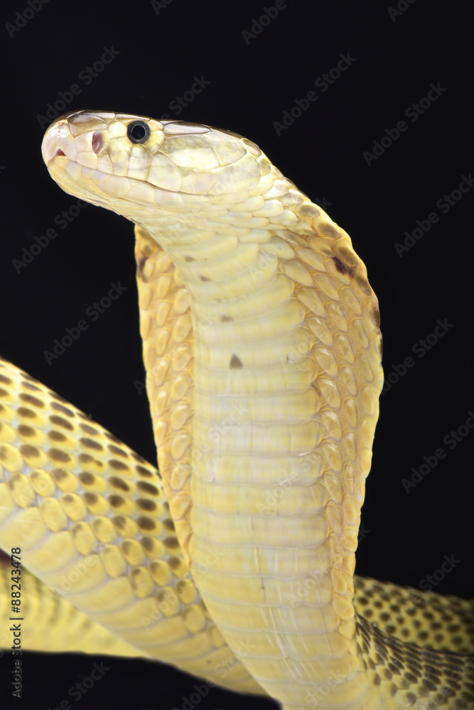 Fototapeta premium Sumatran cobra (Naja sumatrana)