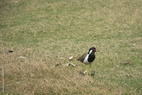 A red-wattled lapwing on a golf course in India