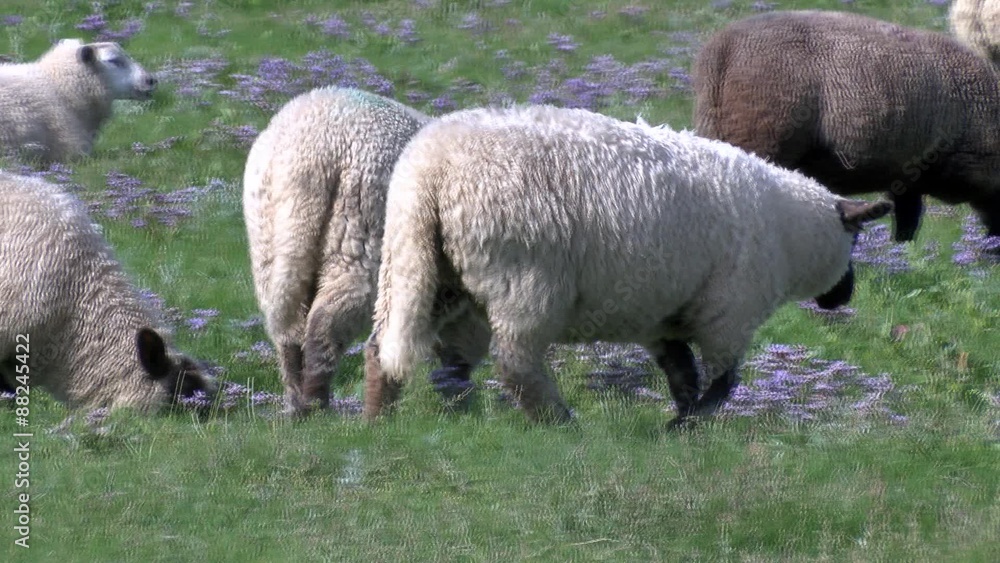 Weltnaturerbe Wattenmeer:Schafe auf der Salzwiese Weltnaturerbe Wattenmeer:Schafe auf der Salzwiese