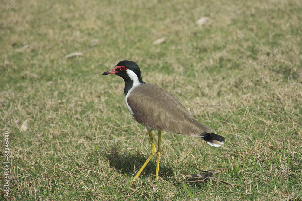 A red-wattled lapwing on a golf course in India A red-wattled lapwing on a golf course in India