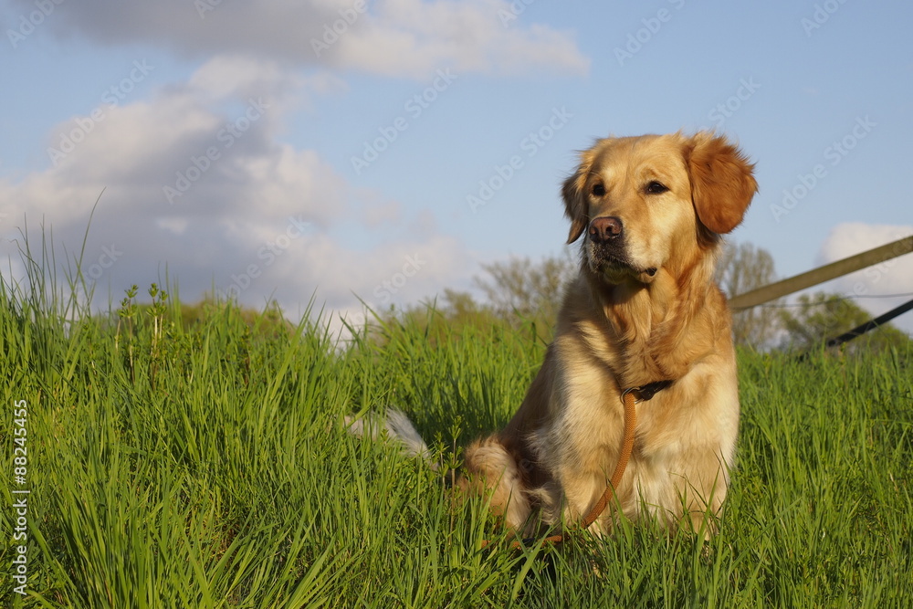 Golden Retriever Golden Retriever