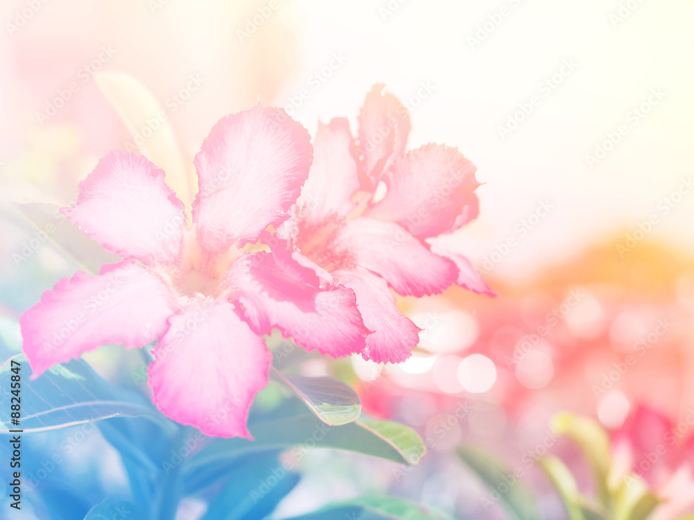 Abstract Blurry of Flower and colorful background. Beautiful flowers made with colorful filters. Abstract Blurry of Flower and colorful background. Beautiful flowers made with colorful filters.
