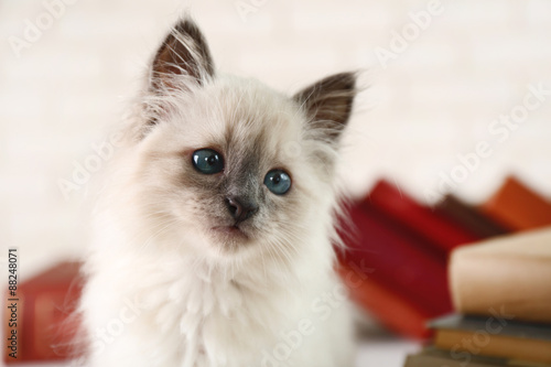 Cute little cat with books on light background