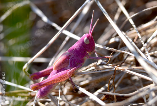 pink grasshopper photo