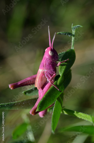 pink grasshopper photo