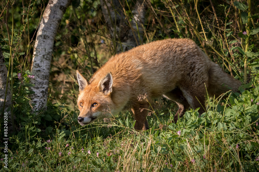 Fototapeta premium Fox with green foliage background.