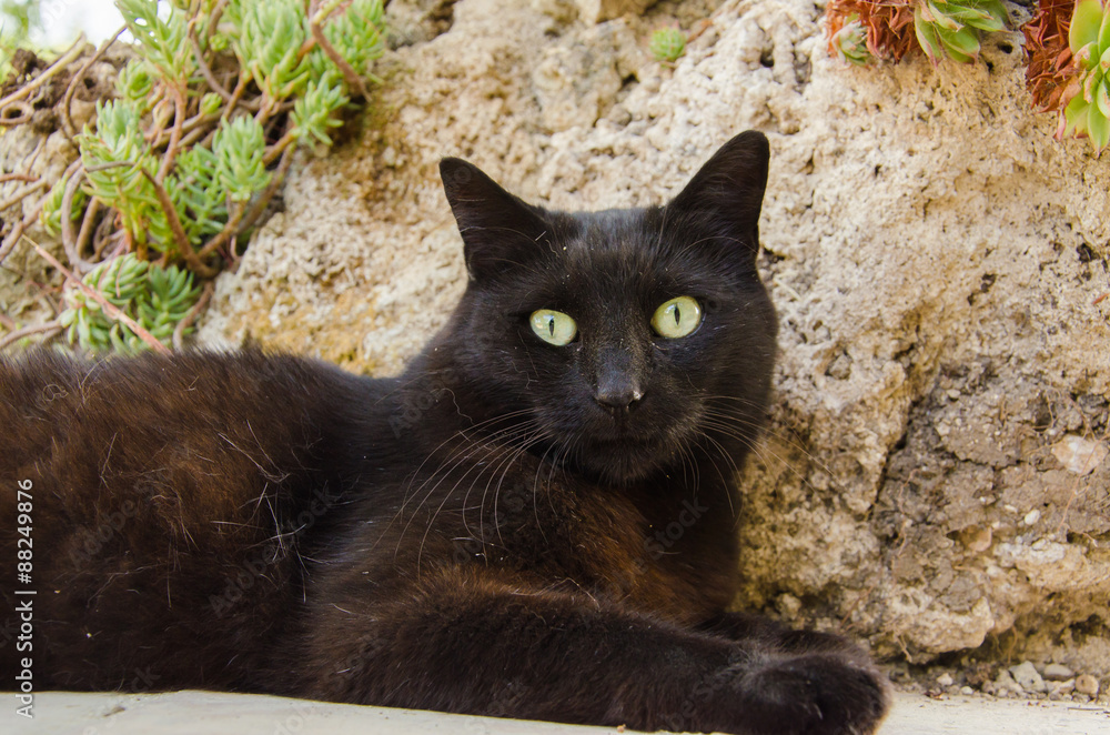 Ritratto di un gatto nero