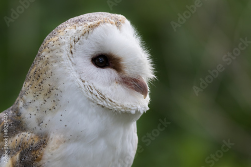 Barn owl profile head shot, close up with green background.