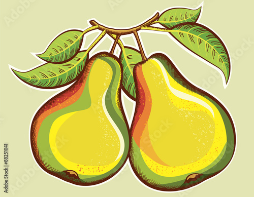 Pears illustration.Vector fresh fruits illustration