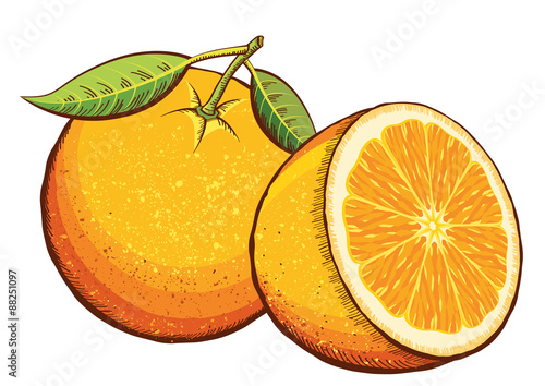 Orange fruits isolated on white.Vector illustration
