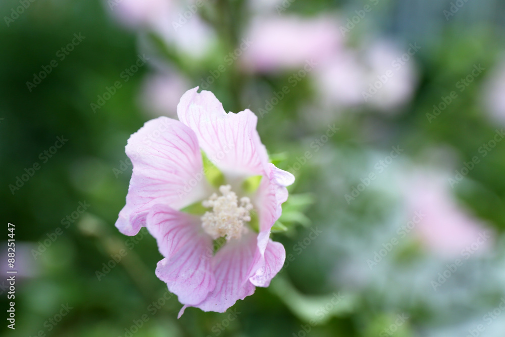 Beautiful flower growing in garden Beautiful flower growing in garden