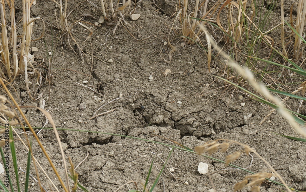 Trockenheit - Dürre
Trockenheit - Dürre