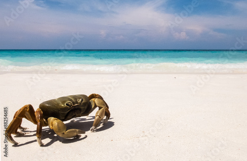 Chicken Crab on The White Sea Sand Beach of Tachai Island with Clear Sea and Sky in Background used as Template