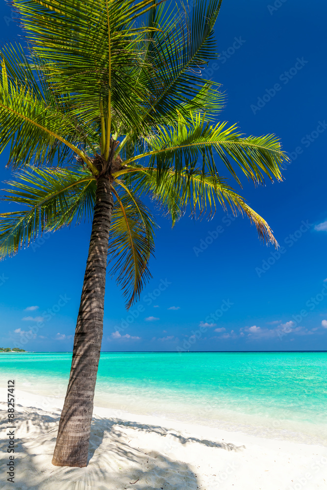 Single coconut palm tree on a tropical beach