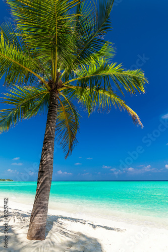 Fototapeta Naklejka Na Ścianę i Meble -  Single coconut palm tree on a tropical beach