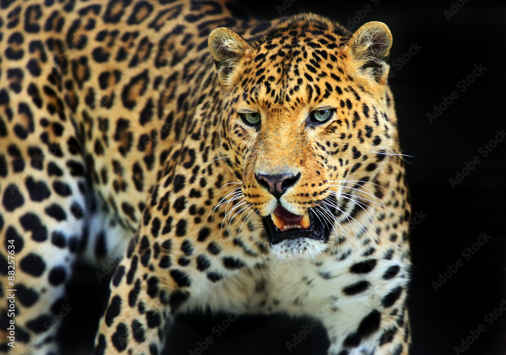 Obraz premium Leopard
