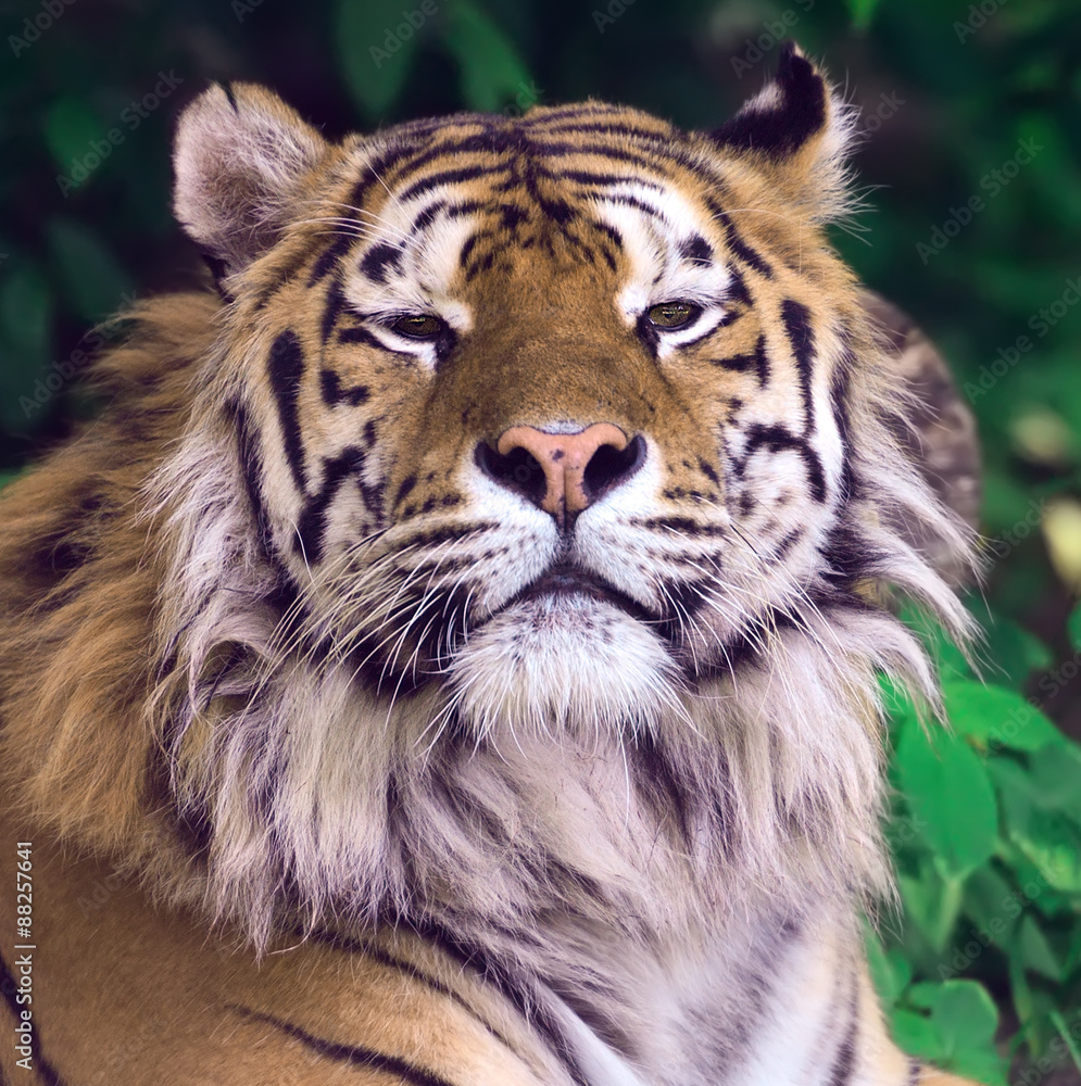Obraz premium Tiger