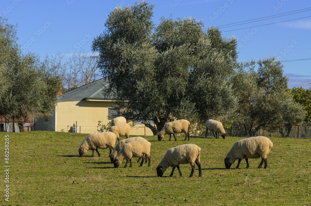 Sheep walk among trees eating grass Sheep walk among trees eating grass