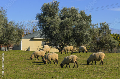 Sheep walk  among trees eating grass © mastersky