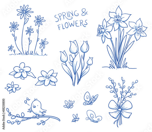 Spring and summer flower collection, with tulips, narcissus, singing bird on a pussy willow brach, marguerite, butterflies and bee. Hand drawn vector illustration.