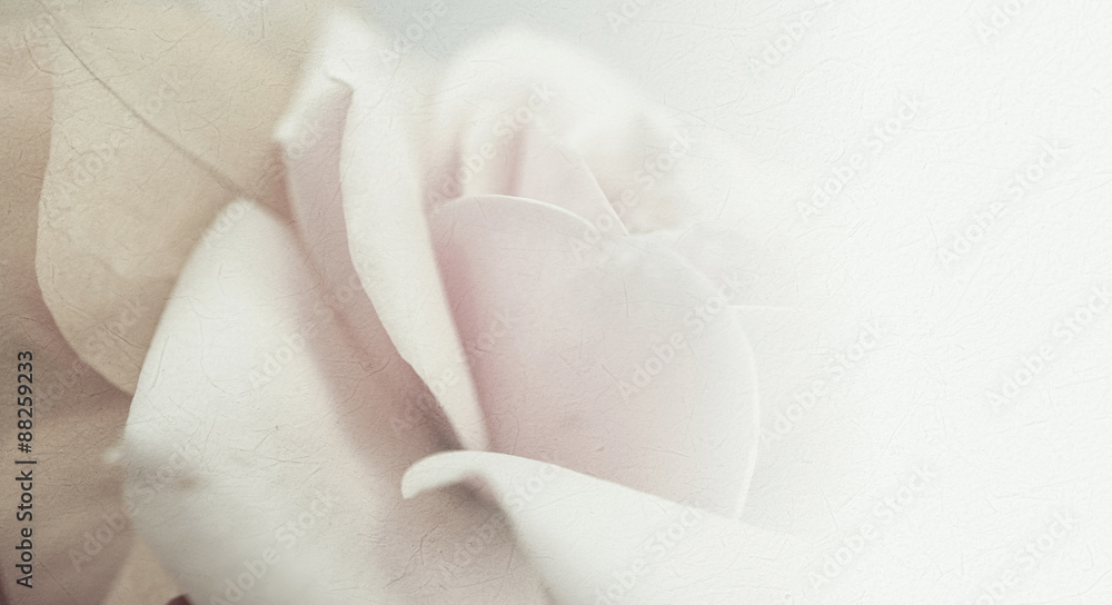 sweet color roses in soft and blur style on mulberry paper texture
sweet color roses in soft and blur style on mulberry paper texture