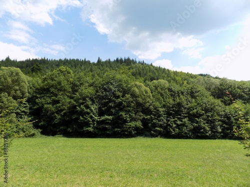 Meadow  forest and sky