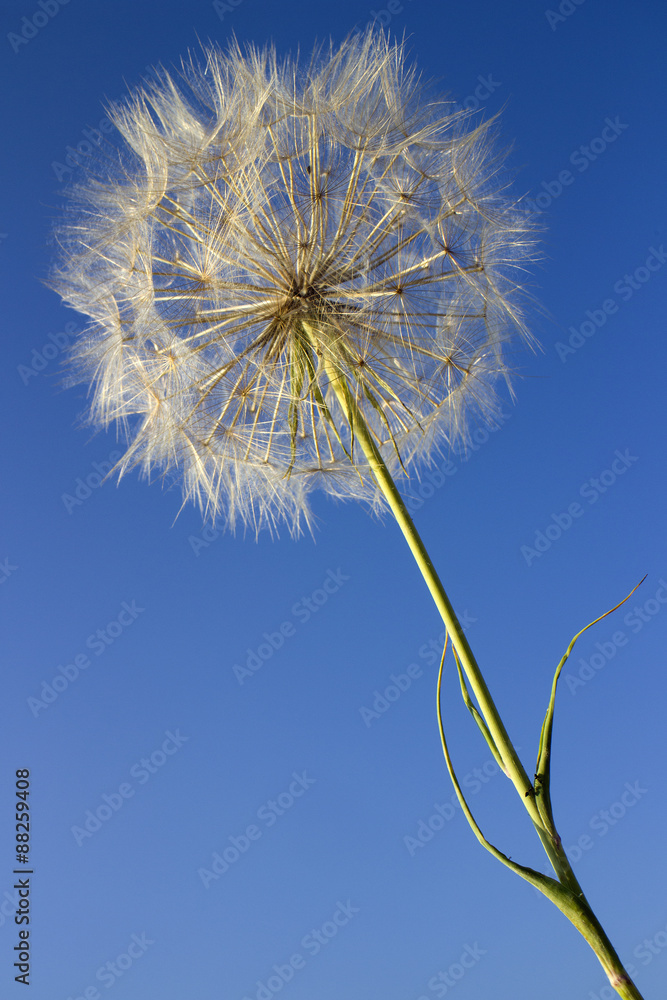 Fototapeta Dandelion ziarna na niebieskiego nieba tle