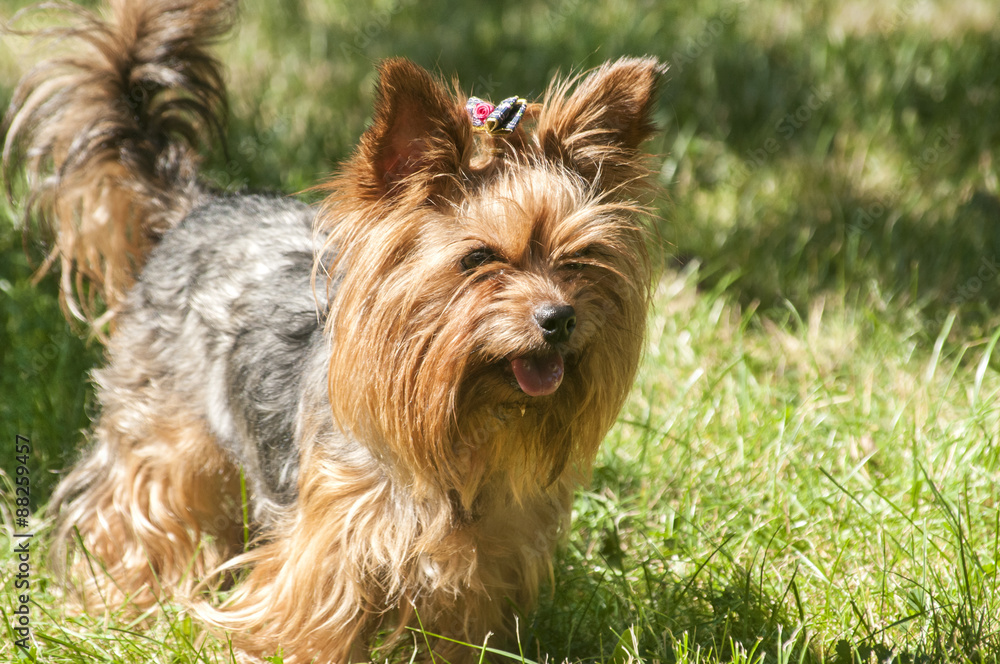 Female Yorkshire terrier dog on green lawn closeup Female Yorkshire terrier dog on green lawn closeup