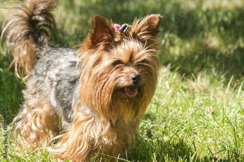 Female Yorkshire terrier dog on green lawn closeup