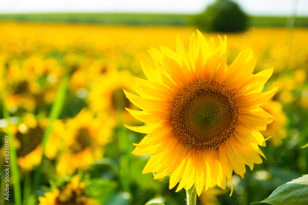 Fototapeta premium Blooming sunflower field