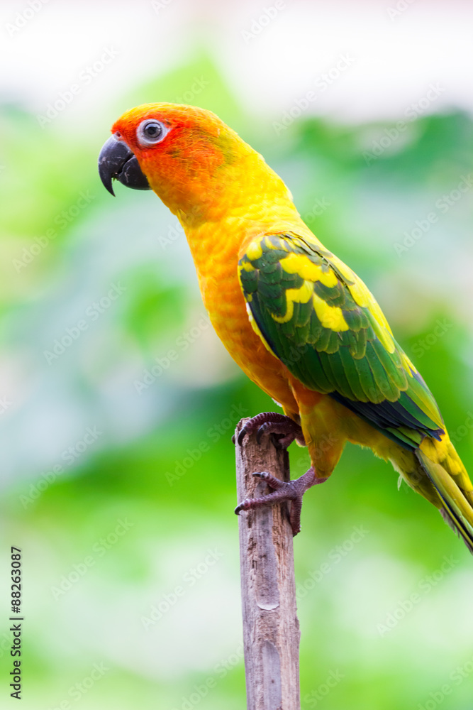 Colorful yellow parrot, Sun Conure (Aratinga solstitialis), port