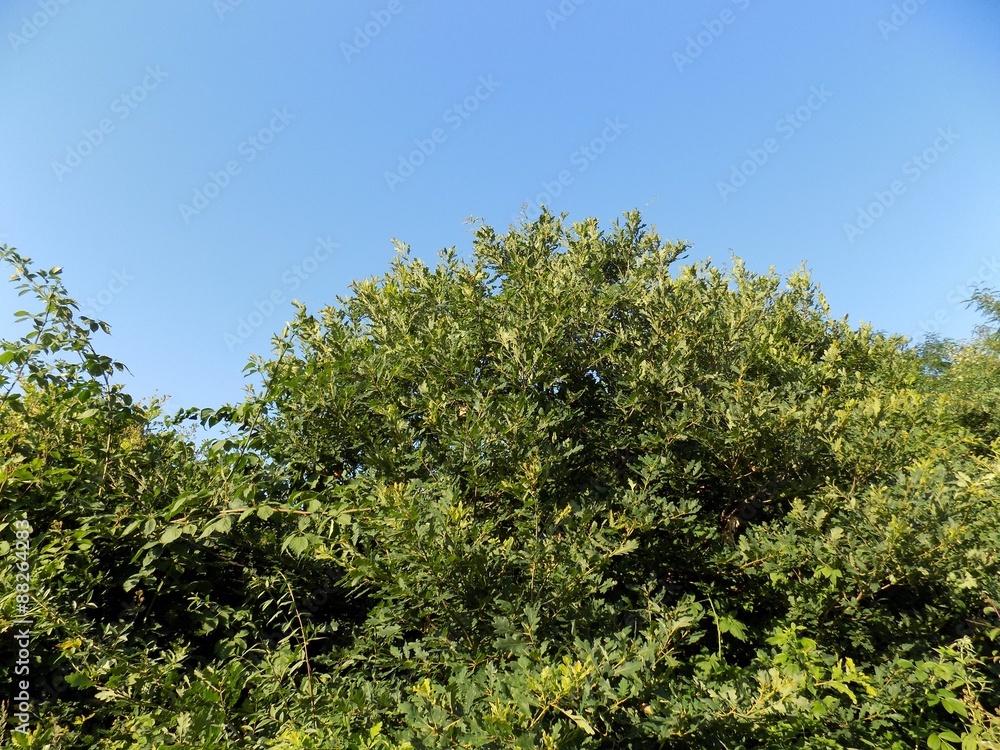 Deciduous trees and blue sky