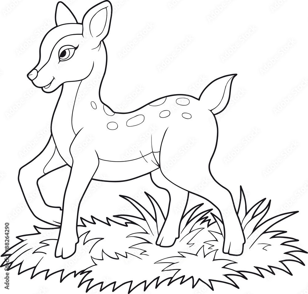 Fototapeta premium fawn