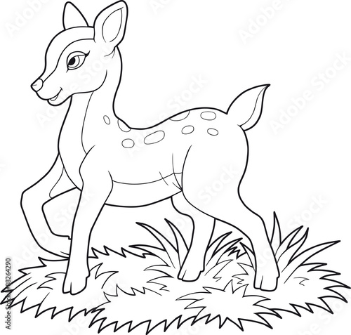 fawn