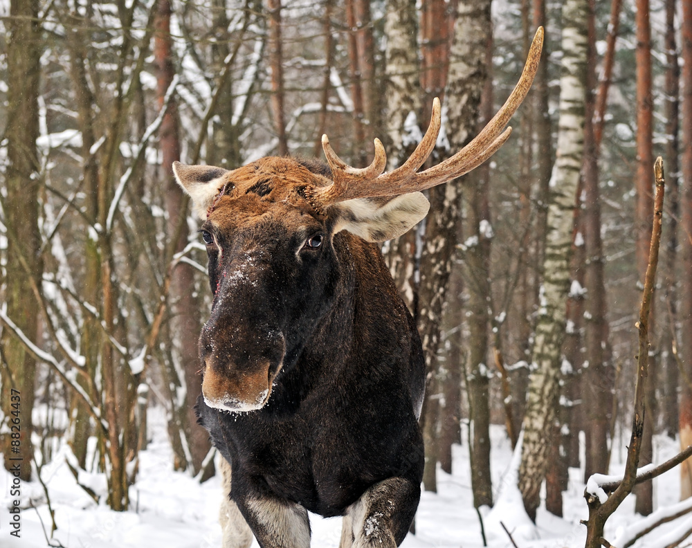 Elk winter