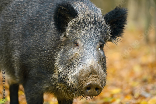 Obraz na płótnie Wild boar w salonie