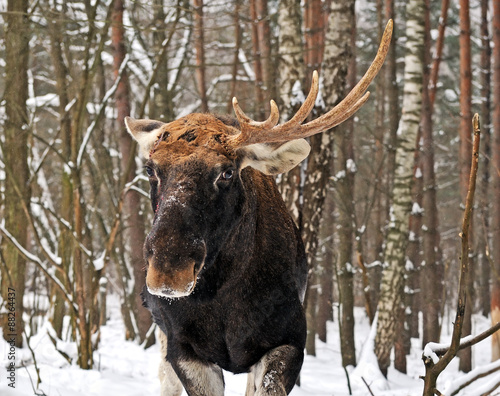 Elk winter