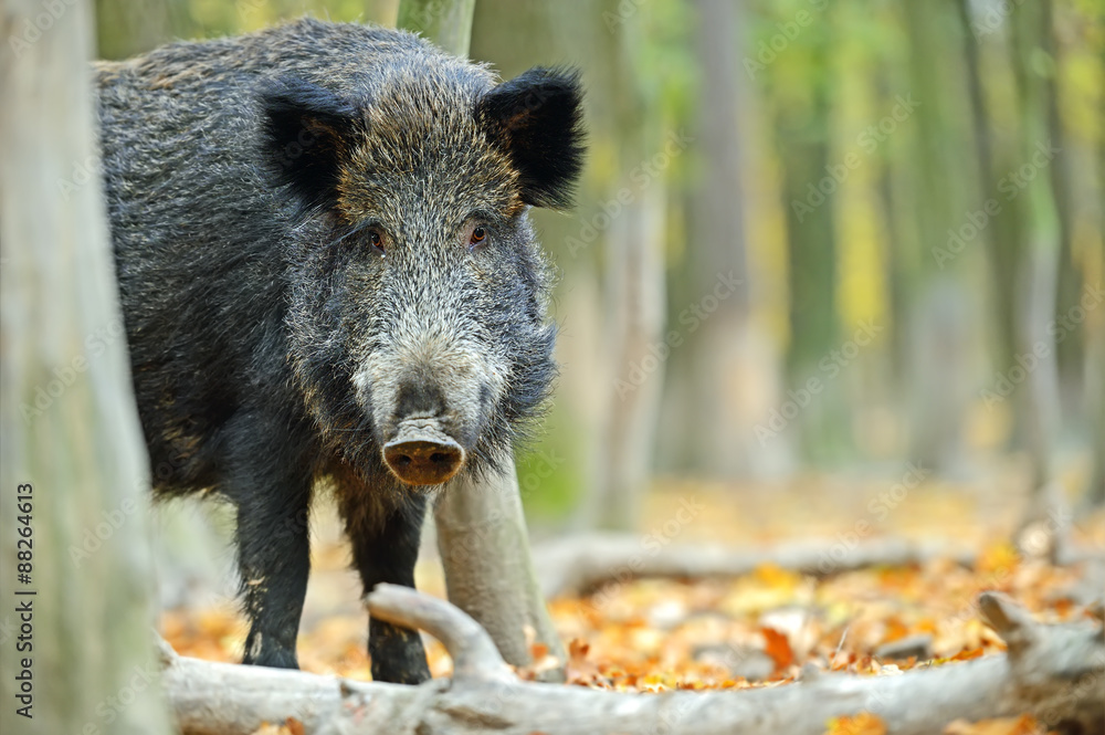 Wild boar