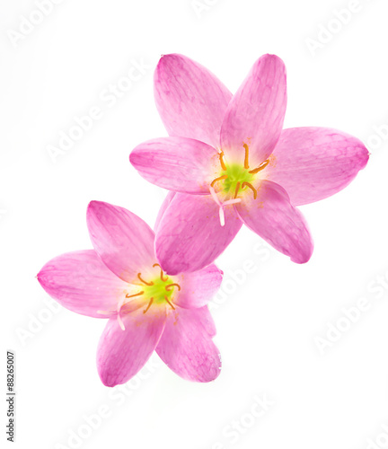 Zephyranthes Lily, Rain Lily ,Fairy Lily, Little Witches in Pink © stockphotokae